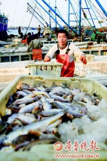 山东威海渔业变迁史：从每船捕捞万斤到50斤