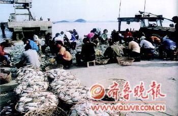 山东威海渔业变迁史：从每船捕捞万斤到50斤